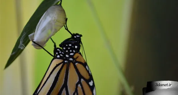 Worms That Become Butterflies!